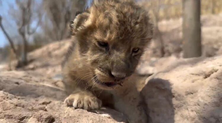 En medio del mayor éxodo de animales por la incesante violencia, nace cachorra de león, cría de dos felinos rescatados