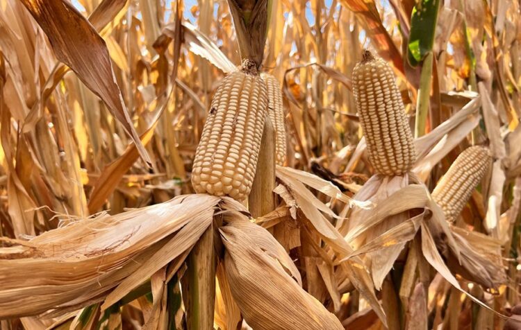 Productores en alerta por crisis en el sector maicero