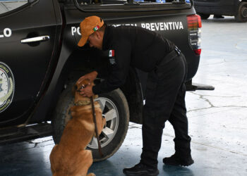 Certifica Puebla a 16 instructores caninos para reforzar la Seguridad Pública