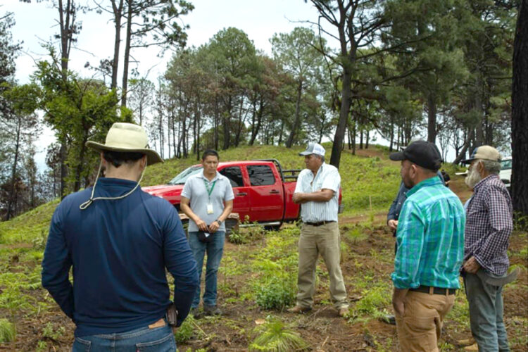 APEAM fortalece el cuidado de los bosques con seguimiento cercano a reforestaciones en Jicalán