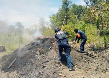 Inhabilita SSP hornos para la deshidratación ilegal de madera