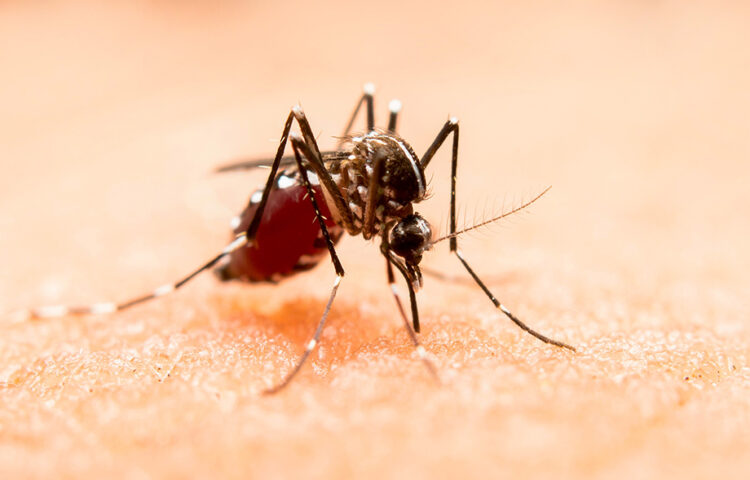 Puebla refuerza llamado a acudir al médico ante síntomas de dengue