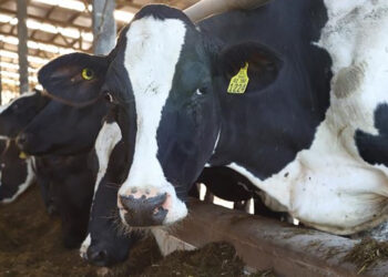 Cae valor de exportaciones agroalimentarias más de mil millones de dólares al primer semestre