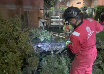 Atiende Protección Civil Municipal caída de árbol en Agua Santa; descarta personas lesionadas
