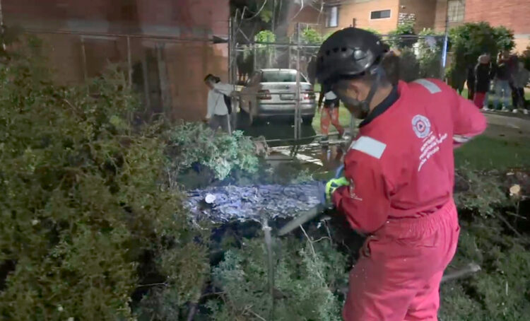 Atiende Protección Civil Municipal caída de árbol en Agua Santa; descarta personas lesionadas