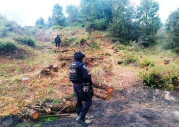 Inhabilita Policía Forestal 11 hornos clandestinos para la deshidratación de madera