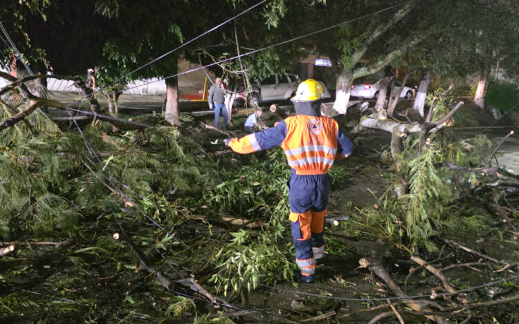 Atiende Gobierno de la Ciudad caída de árbol en Lomas del Mármol; descarta lesionados