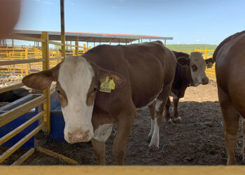 Autoridades y productores aplican protocolos sanitarios tras detección de gusano barrenador en Nuevo León