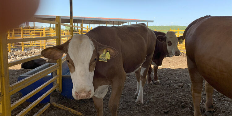 Autoridades y productores aplican protocolos sanitarios tras detección de gusano barrenador en Nuevo León