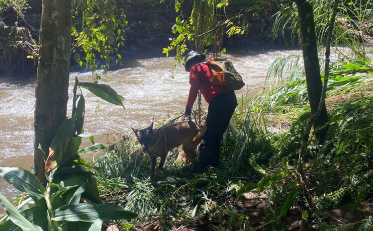 Fuerzas de seguridad mantienen ayuda a familias de la Sierra Norte