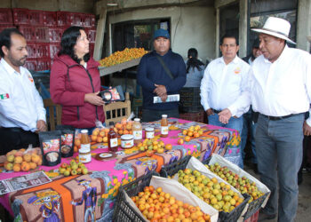 Arranca la temporada de producción de tejocote 2025