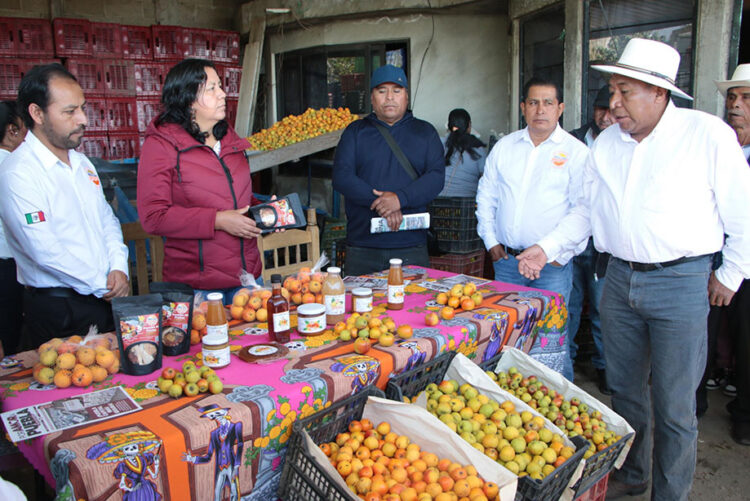 Arranca la temporada de producción de tejocote 2025