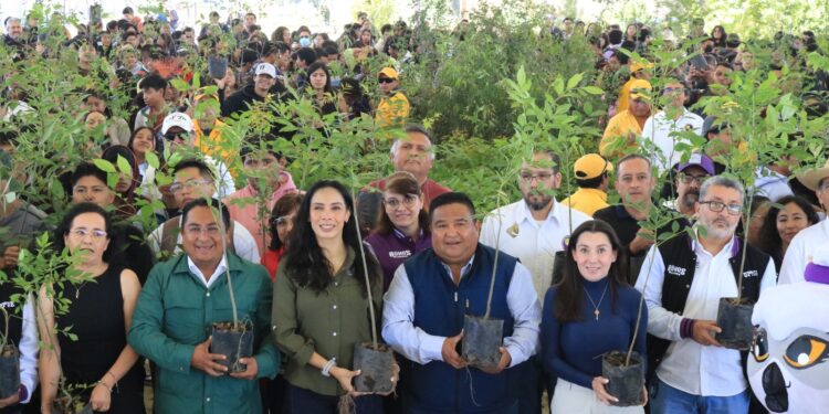 Con 1 millón 605 mil árboles, Gobierno de Puebla nutre el bosque
