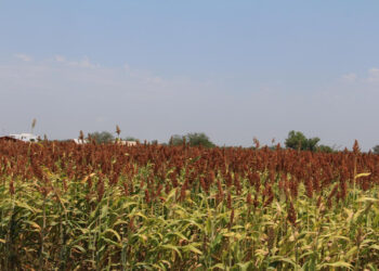 Productores ven oportunidad de exportar sorgo a China