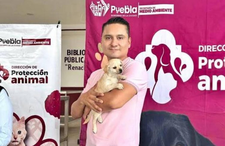 Avanza Gobierno de la Ciudad en materia de bienestar animal