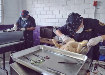 Tlaxcala fortalece el bienestar animal con atención a más de 4 mil 700 mascotas