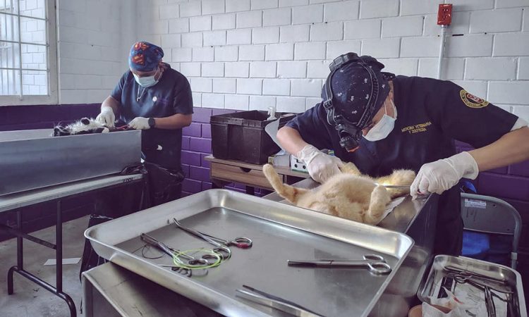 Tlaxcala fortalece el bienestar animal con atención a más de 4 mil 700 mascotas