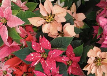 La flor de Nochebuena: símbolo decembrino y orgullo de la biodiversidad mexicana