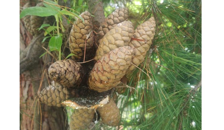 Proyecto Mazahua rescata el uso de hierbas medicinales en el Estado de México