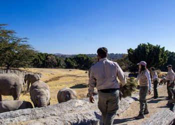 Gobierno de la Ciudad y Africam Safari inician campaña de reciclaje de árboles de Navidad