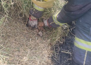 Tras incendio en Chipilo, Bienestar Animal resguarda una cachorra