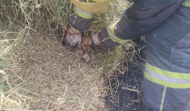 Tras incendio en Chipilo, Bienestar Animal resguarda una cachorra