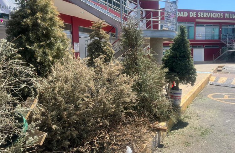 Última semana del Programa Verde Navidad en Cuautlancingo