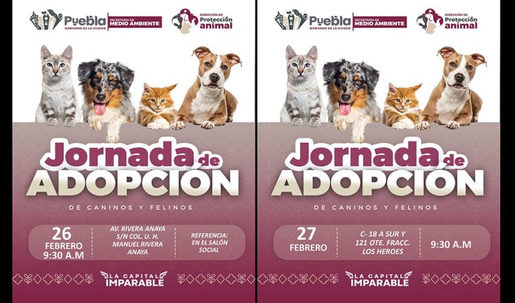 Gobierno de Pepe Chedraui invita a participar en las Jornadas de Adopción de Gatitos y Perritos