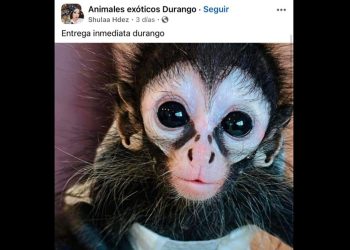 Desde políticos hasta influencers presumen posesión de monos por la impunidad de las autoridades ante el tráfico de especies