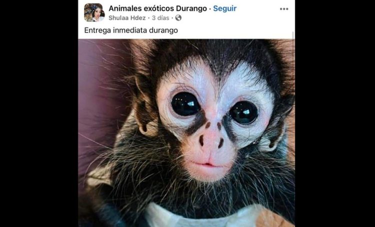 Desde políticos hasta influencers presumen posesión de monos por la impunidad de las autoridades ante el tráfico de especies