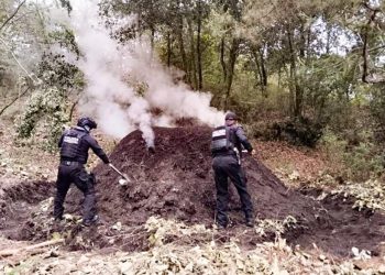 Policía Forestal destruye 11 hornos clandestinos para deshidratar madera