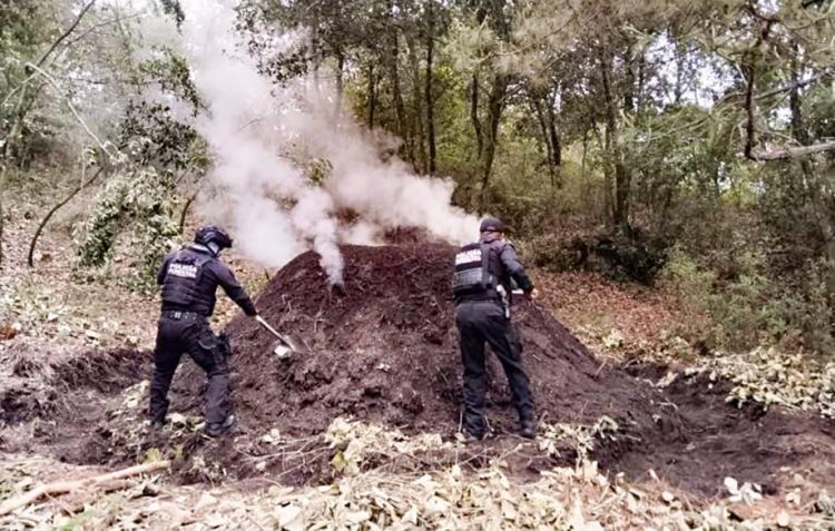 Policía Forestal destruye 11 hornos clandestinos para deshidratar madera