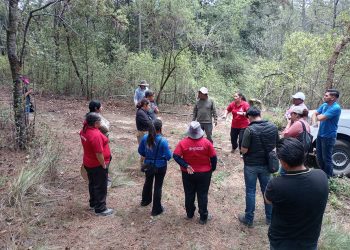 Vigilancia permanente en La Malinche controla la presencia del insecto descortezador
