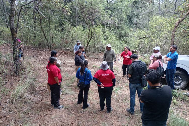 Vigilancia permanente en La Malinche controla la presencia del insecto descortezador