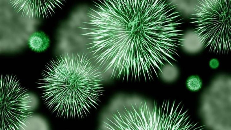 OMS alerta sanitaria por peligrosa cepa variante del ébola, van 80 muertes