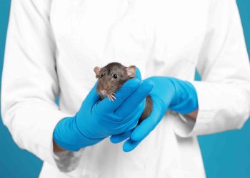 Hantavirus: la medicina veterinaria, clave en la prevención de riesgos sanitarios