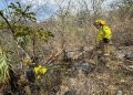 Respuesta inmediata de Gobierno Estatal ante reactivación de incendio en Cohetzala