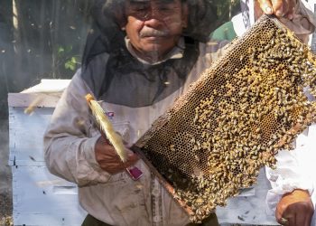 Producción récord de miel durante 2025, al alcanzar las 60 mil toneladas