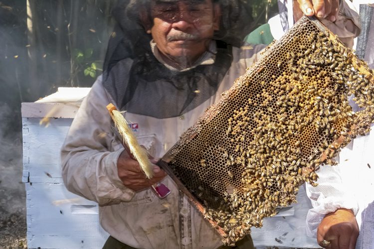 Producción récord de miel durante 2025, al alcanzar las 60 mil toneladas