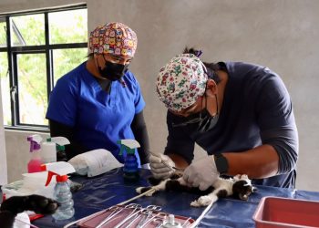 DIF de Ocoyucan realiza más de 500 esterilizaciones caninas y felinas