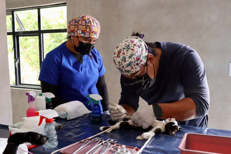 DIF de Ocoyucan realiza más de 500 esterilizaciones caninas y felinas