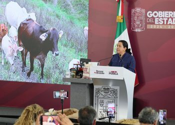 Puebla intensifica combate al gusano barrenador con vigilancia, capacitación y prevención