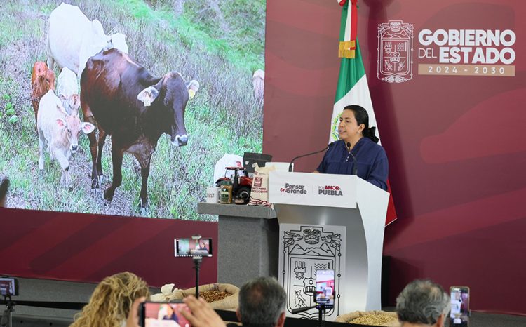 Puebla intensifica combate al gusano barrenador con vigilancia, capacitación y prevención