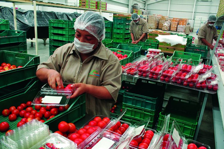 Regresa el jitomate a precio justo para beneficio de las familias mexicanas