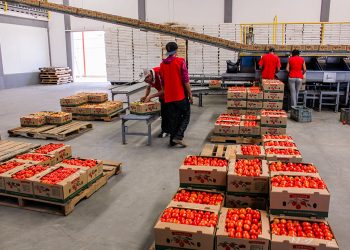Acuerdo Nacional estabiliza el precio del jitomate por debajo de los 20 pesos, en beneficio de las familias mexicanas