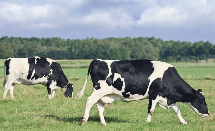 La conversación sobre leche que México necesita recuperar
