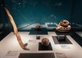 Abre al público la exposición “El Juego de Pelota en Tenochtitlan”