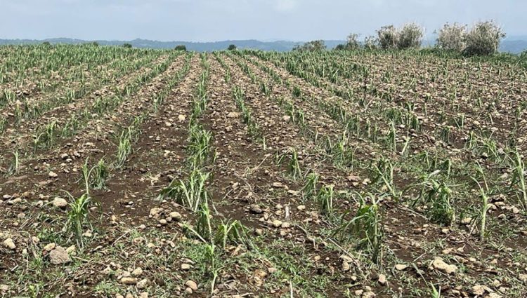 SADR atiende oportunamente afectaciones por granizada en cultivos de Atlixco