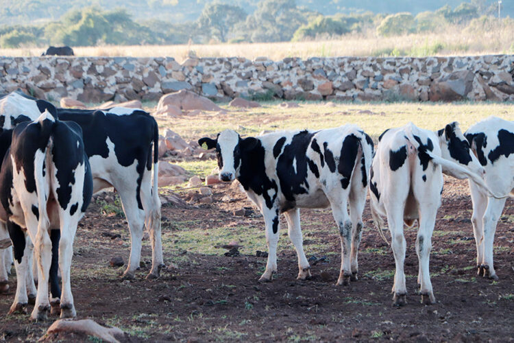 Más de medio millón de nuevas y nuevos beneficiarios se suman a Leche para el Bienestar