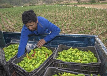 México logra cifra récord de 184 mdd en envío de alimentos al Reino Unido